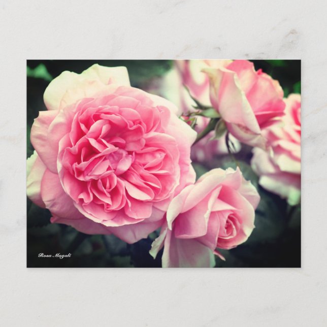 Rosa Magali Postcard (Front)