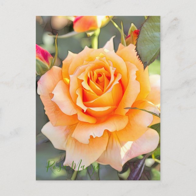 Rosa ‘Manyo' Postcard (Front)
