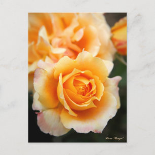 Rosa ‘Manyo’：Postcard Postcard