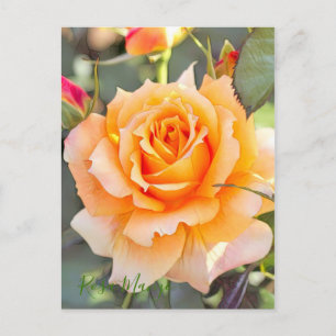 Rosa ‘Manyo'  [Postcard] Postcard
