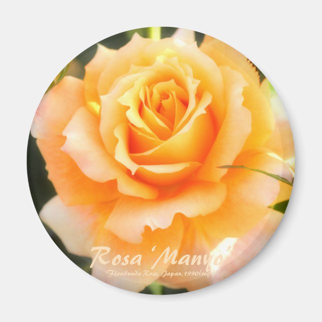 Rosa ‘Manyo’:Round Magnet (Front)