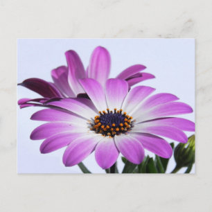 Rosa Margeriten - Postkarte Postcard