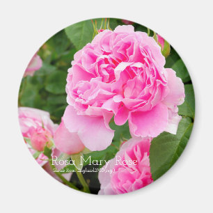 Rosa Mary Rose [Round Magnet] Magnet
