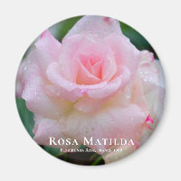 Rosa Matilda