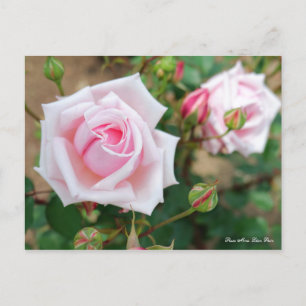 Rosa Mme. Léon Pain [Postcard] Postcard