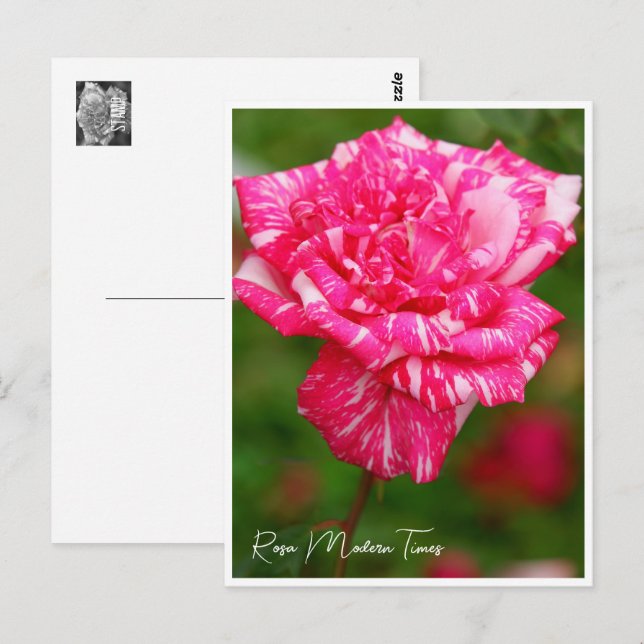 Rosa Modern Times Postcard (Front/Back)