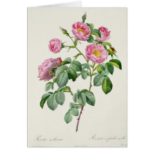 Rosa Mollissima, from 'Les Roses'