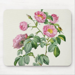 Rosa Mollissima, from 'Les Roses' Mouse Pad