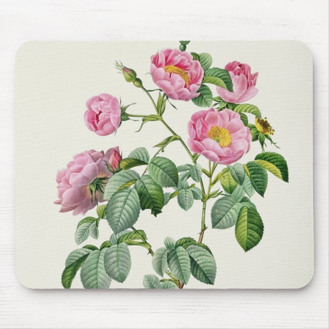Rosa Mollissima, from 'Les Roses' Mouse Pad (Front)