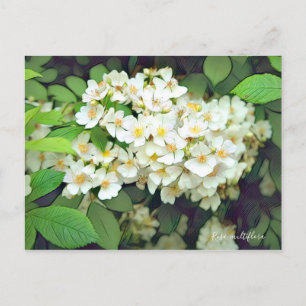 Rosa multiflora [Postcard] Postcard