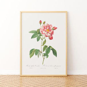Rosa Mundi Vintage Floral Pink French Rose Poster