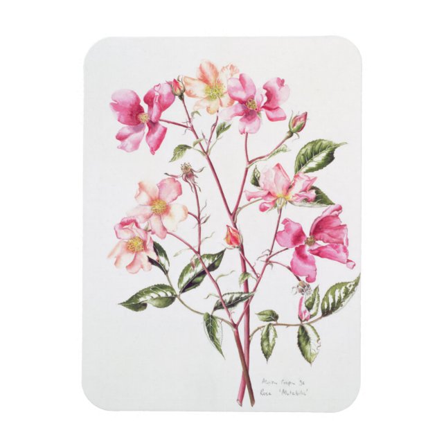 Rosa 'Mutabilis' 1996 Magnet (Vertical)