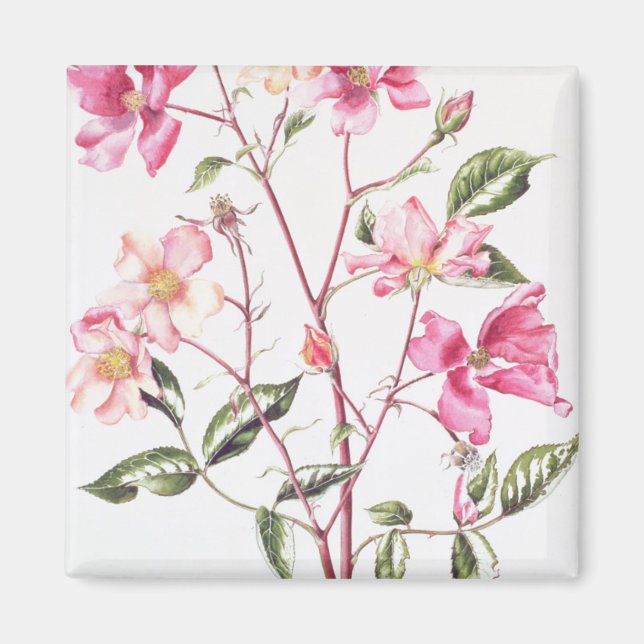 Rosa 'Mutabilis' 1996 Magnet (Front)