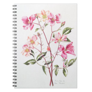 Rosa 'Mutabilis' 1996 Notebook