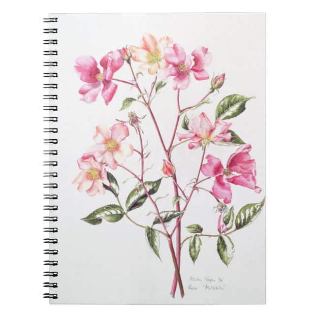 Rosa 'Mutabilis' 1996 Notebook (Front)