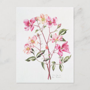 Rosa 'Mutabilis' 1996 Postcard