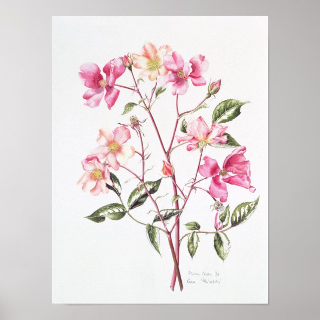 Rosa 'Mutabilis' 1996 Poster (Front)