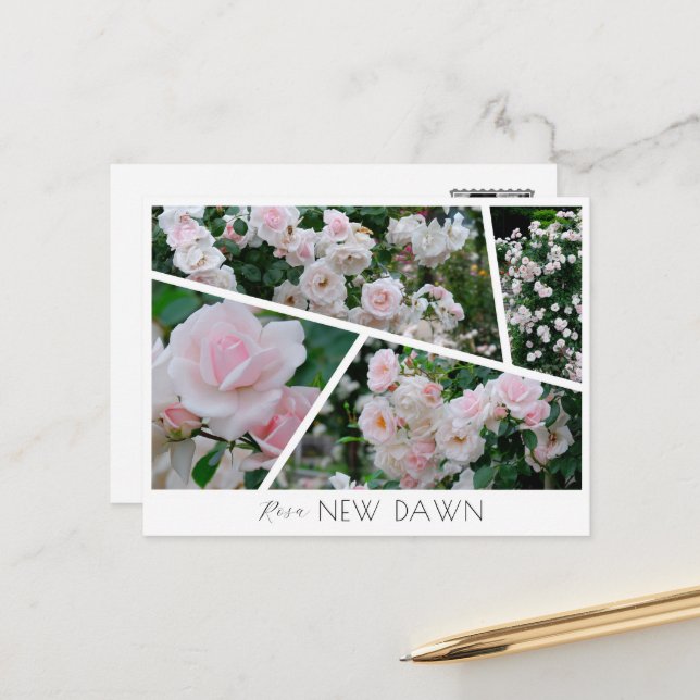  Rosa New Dawn Postcard (Front/Back In Situ)