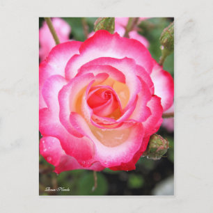 Rosa Nicole［Postcard］ Postcard