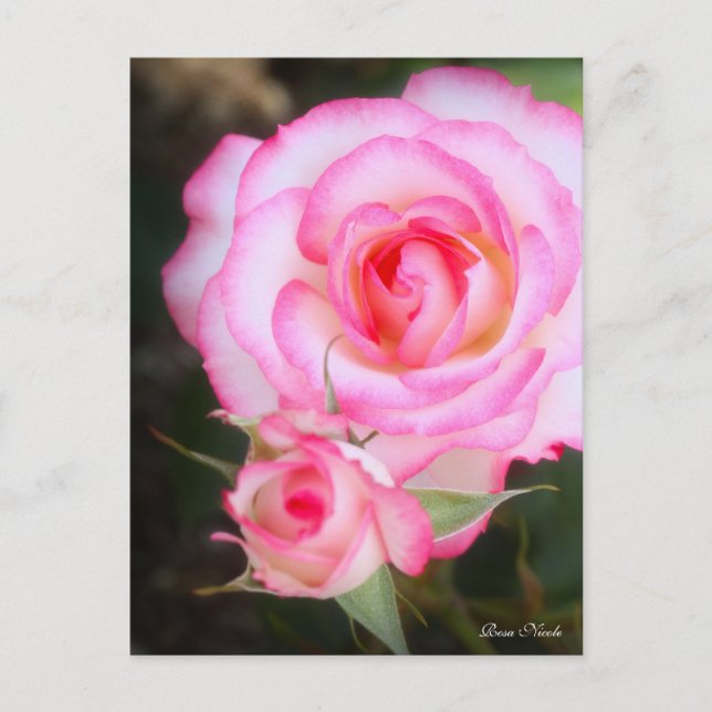 Rosa Nicole:Postcard Postcard (Front)