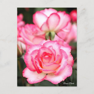 Rosa Nicole:Postcard Postcard