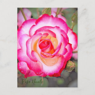 Rosa Nicole [Postcard] Postcard