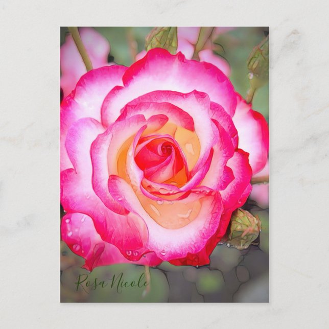 Rosa Nicole [Postcard] Postcard (Front)