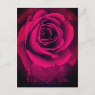 Rosa Night Time:Postcard Postcard
