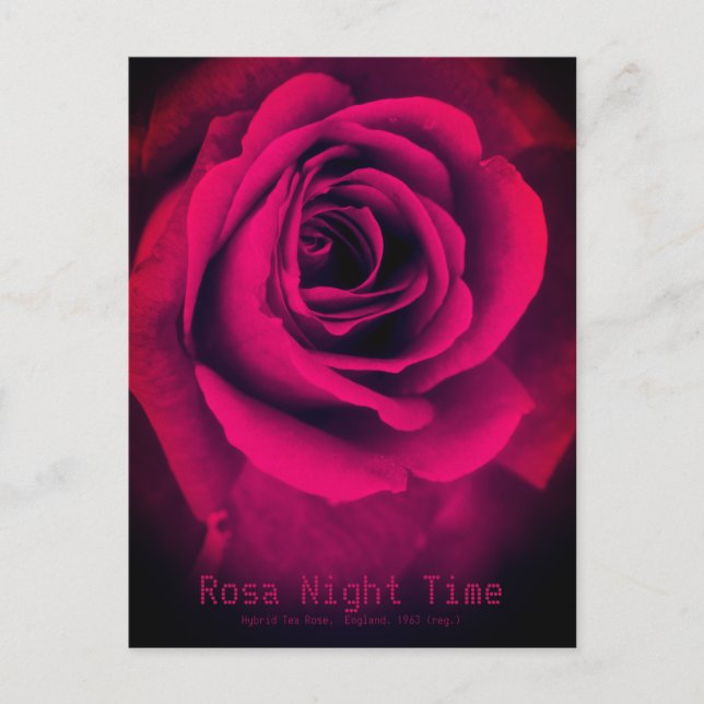 Rosa Night Time：Postcard Postcard (Front)