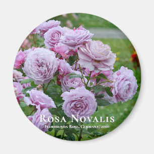 Rosa Novalis Magnet