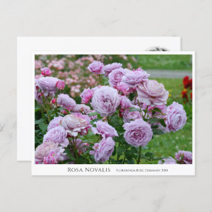 Rosa Novalis Postcard
