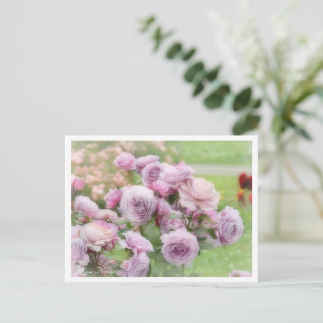 Rosa Novalis Postcard (Standing Front)