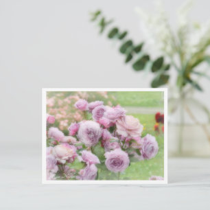 Rosa Novalis Postcard