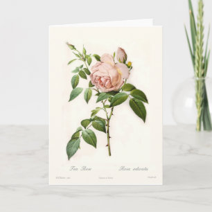 Rosa odorata card