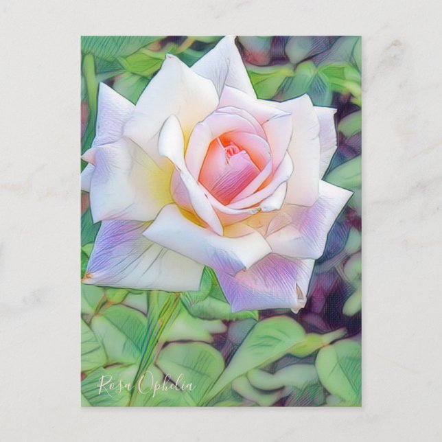 Rosa Ophelia [Postcard] Postcard (Front)