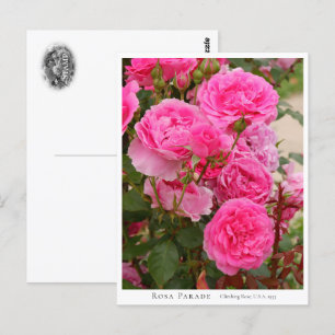 Rosa Parade Postcard