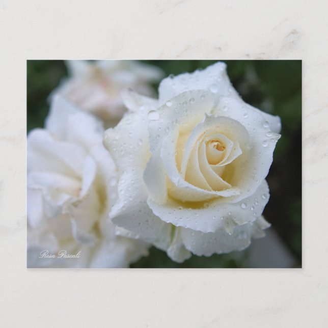 Rosa Pascali [Postcard] Postcard (Front)