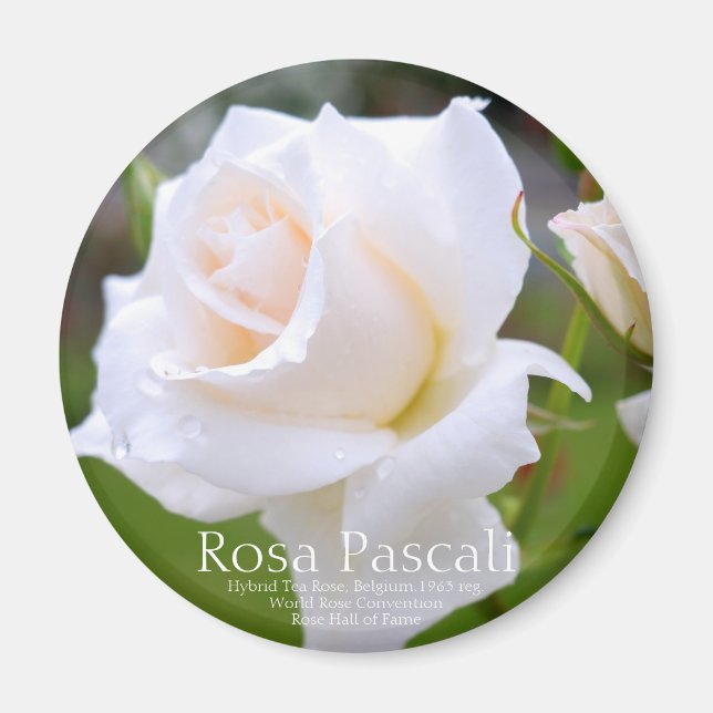 Rosa Pascali [Round Magnet] Magnet (Front)