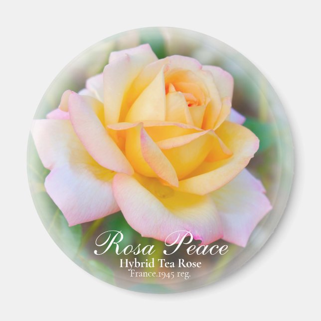 Rosa Peace Magnet (Front)