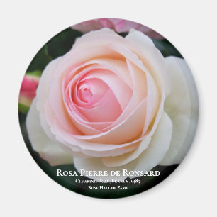 Rosa Pierre de Ronsard Magnet