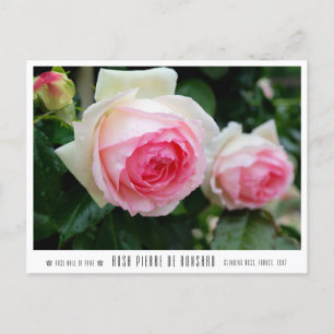 Rosa Pierre de Ronsard Postcard