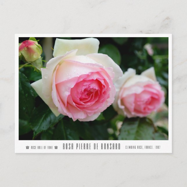 Rosa Pierre de Ronsard Postcard (Front)