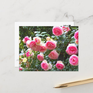 Rosa Pierre de Ronsard [Postcard] ポストカード Postcard