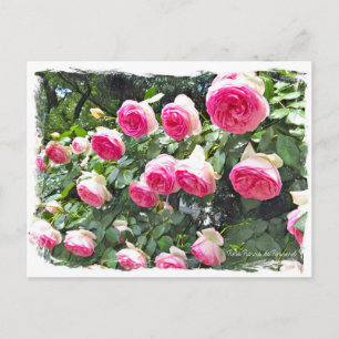 Rosa Pierre de Ronsard [Postcard] ポストカード Postcard
