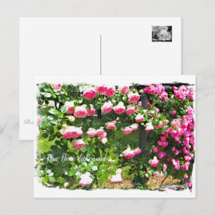 Rosa Pierre de Ronsard [Postcard] ポストカード Postcard