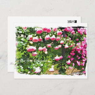 Rosa Pierre de Ronsard [Postcard] ポストカード Postcard