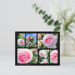 Rosa Pierre de Ronsard [Postcard] ポストカード Postcard