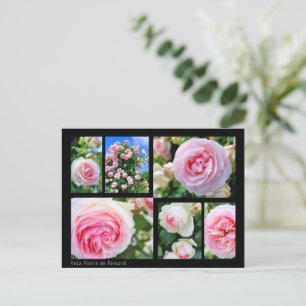 Rosa Pierre de Ronsard [Postcard] ポストカード Postcard