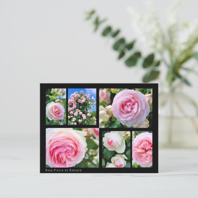 Rosa Pierre de Ronsard [Postcard] ポストカード Postcard (Standing Front)