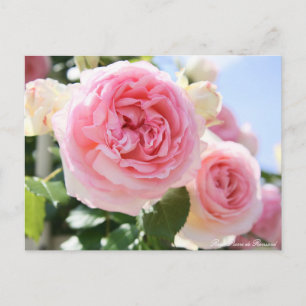 Rosa Pierre de Ronsard:Postcard Postcard